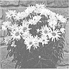 Leucanthemum%20x%20superbum%20%27Whitecap%27
