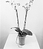 Phalaenopsis%20hybrida%20%27MI01526%27