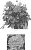 Dahlia%20variabilis%20%27Baldenasp%27