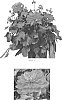 Dahlia%20variabilis%20%27Baldenasp%27
