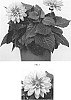 Dahlia%20variabilis%20%27Baldahcan%27