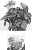 Dahlia%20variabilis%20%27Baldenire%27