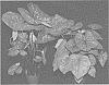 Caladium%20X%20hortulanum%20%27RFL%20THAI%20OF13-1055%27