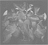 Caladium%20X%20hortulanum%20%27RUF%201522-3%27