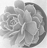 Echeveria%20hybrida%20%27Pink%20Diamond%27