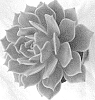 Echeveria%20hybrida%20%27Angel%20Kissed%27