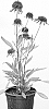 Echinacea%20hybrid%20%27BLU481%27