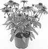 Echinacea%20purpurea%20%27ES18-20-01%27