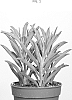 Senecio%20hybrid%20%27AMICU1908%27