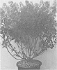 Cotinus%20coggygria%20%27MINCOFLA20%27