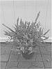 Buddleia%20davidii%20%27Buddaplav%27