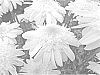 Leucanthemum%20x%20superbum%20%27Real%20Comet%27