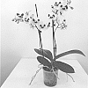 Phalaenopsis%20hybrida%20%27MI01181%27