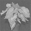 Caladium%20X%20hortulanum%20%27LWH%20OF13-332%27