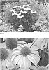 Echinacea%20hybrid%20%27The%20Price%20Is%20White%27