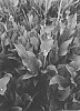 Zantedeschia%20sprengeri%20%27Dozancorv%27