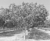 Pistacia%20atlantica%20X%20Pistacia%20integerrima%20%27UCB1-D14%27