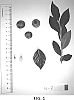 Vaccinium%20hybrid%20%27NS%2016-7%27