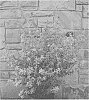 Leucophyllum%20frutescens%20%27GREHJS%27