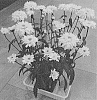 Leucanthemum%20maximum%20%27Doleuswedare%27