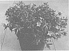 Phlox%20x%20procumbens%20%27Dophlowopi%27
