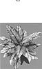 Spathiphyllum%20Schott.%20%27Mukjess%27