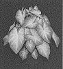 Caladium%20X%20hortulanum%20%27ARN%20BRZ%20OF14-40%27