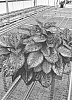 Aglaonema%20hybrid%20%27OSVAG2%27