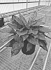 Interspecific%20Aglaonema%20hybrid%20%27OSVAGI%27