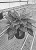 Interspecific%20Aglaonema%20hybrid%20%27OSVAGI%27