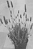 Lavandula%20dentata%20%27Dolavimp%27