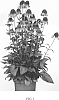 Echinacea%20hybrid%20%27CARROT489%27