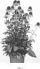 Echinacea%20hybrid%20%27CARROT489%27
