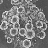 Gaillardia%20x%20grandiflora%20%27Sunset%20Halo%27