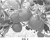 Malus%20domestica%20%27PremA093%27