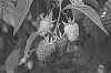 Rubus%20idaeus%20%27Glen%20Mor%27