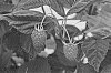 Rubus%20idaeus%20%27Bonnie%20Lewis%27