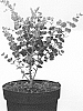 Eucalyptus%20gunnii%20%27Eumin106%27