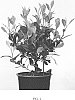 Photinia%20x%20fraseri%20%27Little%20Fenna%27