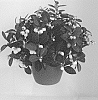 Gaultheria%20procumbens%20%27GSW1600201%27
