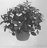 Gaultheria%20procumbens%20%27GSW1600201%27