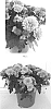 Chrysanthemum%20x%20morifolium%20%27CIFZ0088%27