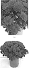 Chrysanthemum%20x%20morifolium%20%27CIFZ0081%27