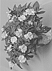 Impatiens%20hawkeri%20%27Dongiwirola%27