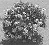 Phlox%20subulata%20%27Dophlospribl%27