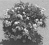 Phlox%20subulata%20%27Dophlospribl%27