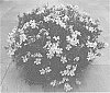 Phlox%20subulata%20%27Dophlospripidae%27