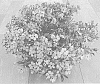 Phlox%20x%20procumbens%20Lehm%20%27Dophloworo%27