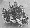 Phlox%20x%20procumbens%20%27Dophlowoli%27