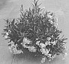 Phlox%20x%20procumbens%20%27Dophlowoli%27